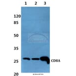 Anti-CD8A Antibody from Bioworld Technology (BS60357) - Antibodies.com