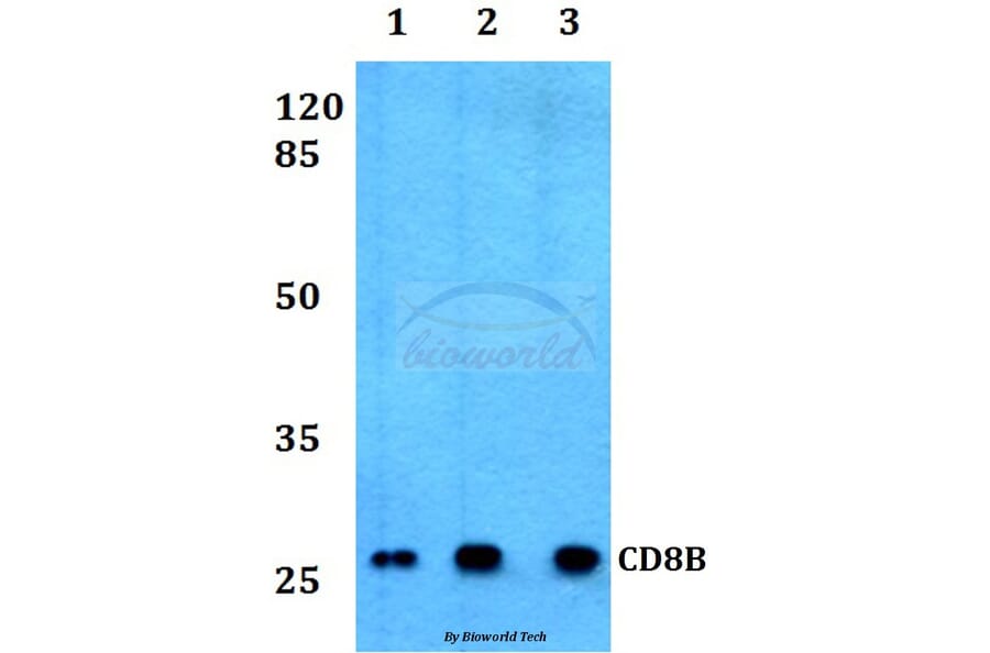Anti-CD8B Antibody from Bioworld Technology (BS60358) - Antibodies.com