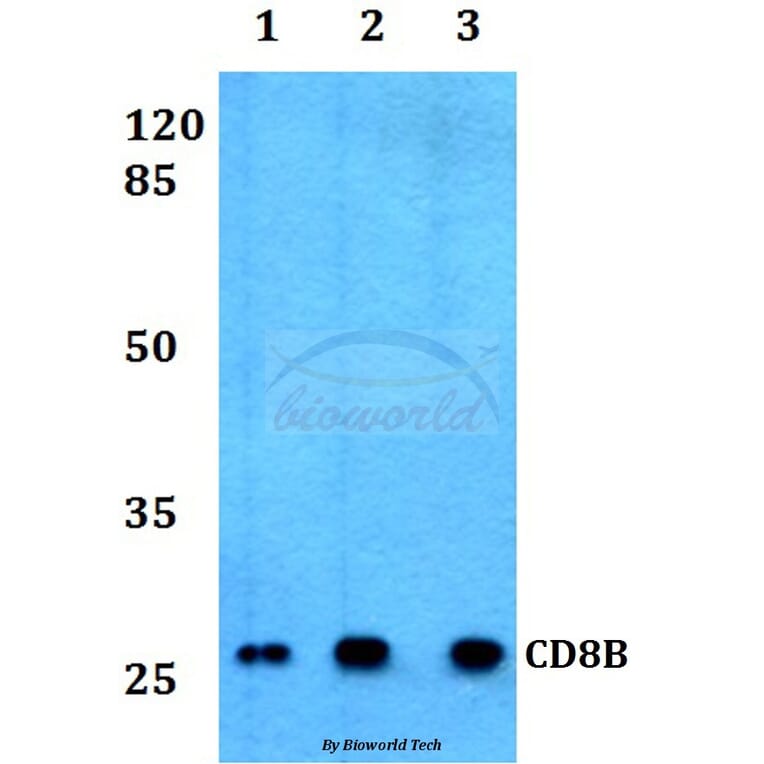 Anti-CD8B Antibody from Bioworld Technology (BS60358) - Antibodies.com