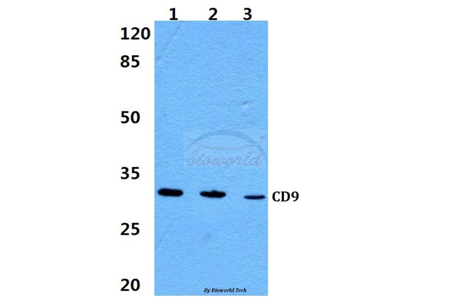 Anti-CD9 Antibody from Bioworld Technology (BS60359) - Antibodies.com