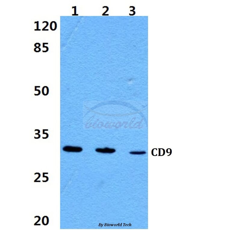 Anti-CD9 Antibody from Bioworld Technology (BS60359) - Antibodies.com