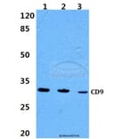 Anti-CD9 Antibody from Bioworld Technology (BS60359) - Antibodies.com