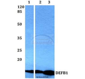 Anti-DEFB1 Antibody from Bioworld Technology (BS60361) - Antibodies.com