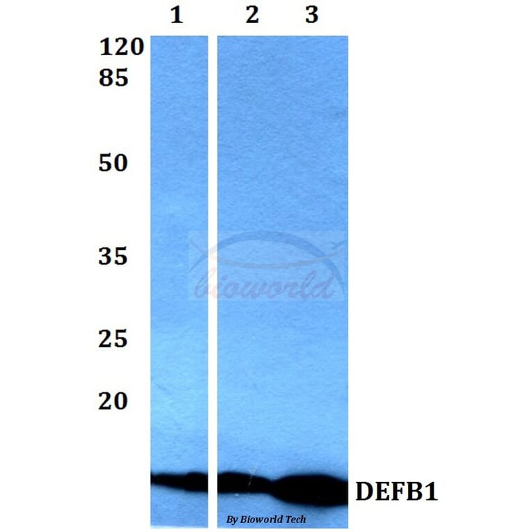 Anti-DEFB1 Antibody from Bioworld Technology (BS60361) - Antibodies.com