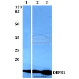 Anti-DEFB1 Antibody from Bioworld Technology (BS60361) - Antibodies.com