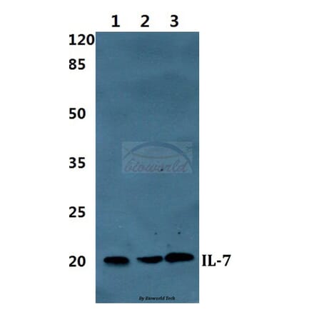 Anti-IL7 Antibody from Bioworld Technology (BS60362) - Antibodies.com