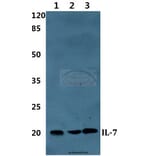 Anti-IL7 Antibody from Bioworld Technology (BS60362) - Antibodies.com