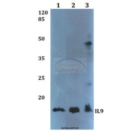 Anti-IL9 Antibody from Bioworld Technology (BS60363) - Antibodies.com