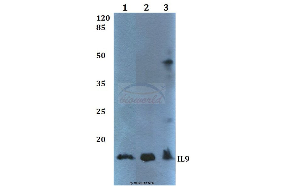 Anti-IL9 Antibody from Bioworld Technology (BS60363) - Antibodies.com