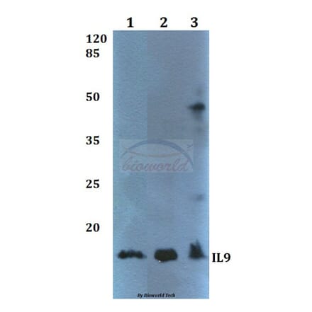 Anti-IL9 Antibody from Bioworld Technology (BS60363) - Antibodies.com