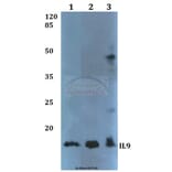 Anti-IL9 Antibody from Bioworld Technology (BS60363) - Antibodies.com
