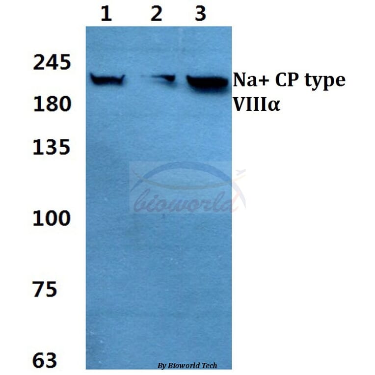 Anti-Na+ CP type VIIIα Antibody from Bioworld Technology (BS60365) - Antibodies.com