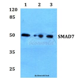 Anti-Smad7 Antibody from Bioworld Technology (BS60366) - Antibodies.com