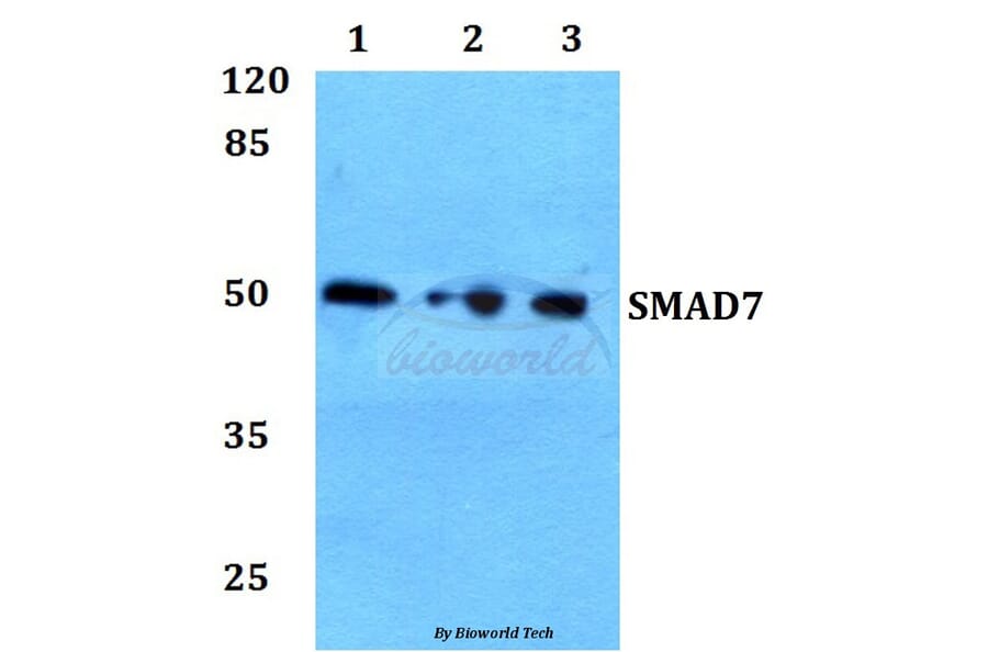 Anti-Smad7 Antibody from Bioworld Technology (BS60366) - Antibodies.com