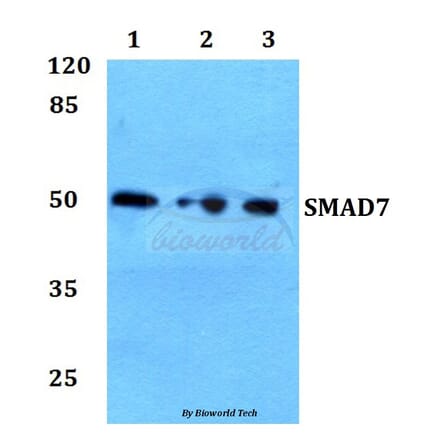 Anti-Smad7 Antibody from Bioworld Technology (BS60366) - Antibodies.com