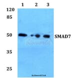 Anti-Smad7 Antibody from Bioworld Technology (BS60366) - Antibodies.com