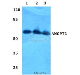 Anti-ANGPT2 Antibody from Bioworld Technology (BS60367) - Antibodies.com