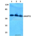 Anti-ANGPT2 Antibody from Bioworld Technology (BS60367) - Antibodies.com