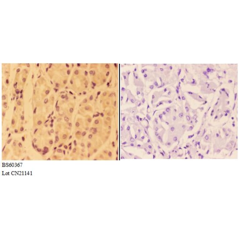 Anti-ANGPT2 Antibody from Bioworld Technology (BS60367) - Antibodies.com