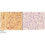 Anti-ANGPT2 Antibody from Bioworld Technology (BS60367) - Antibodies.com
