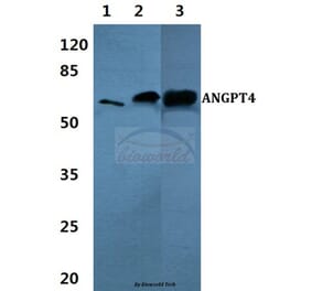 Anti-ANGPT4 Antibody from Bioworld Technology (BS60368) - Antibodies.com