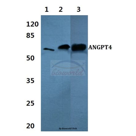 Anti-ANGPT4 Antibody from Bioworld Technology (BS60368) - Antibodies.com