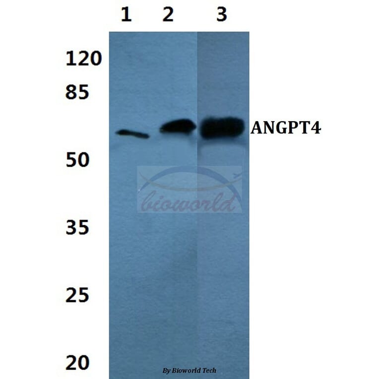 Anti-ANGPT4 Antibody from Bioworld Technology (BS60368) - Antibodies.com