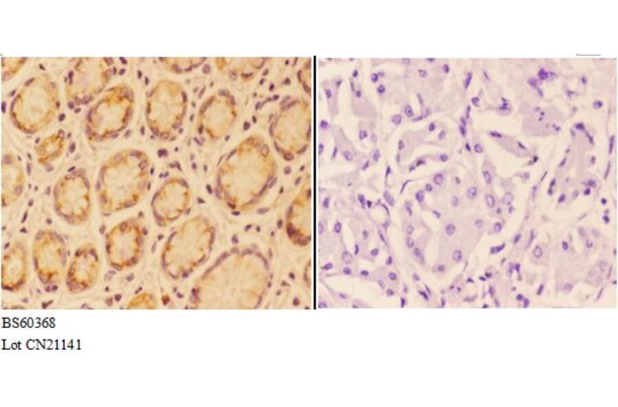 Anti-ANGPT4 Antibody from Bioworld Technology (BS60368) - Antibodies.com