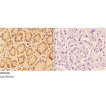 Anti-ANGPT4 Antibody from Bioworld Technology (BS60368) - Antibodies.com