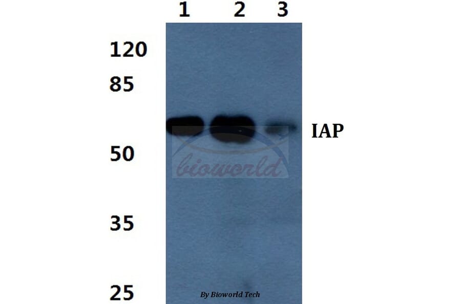 Anti-IAP Antibody from Bioworld Technology (BS60372) - Antibodies.com