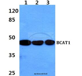Anti-BCAT1 Antibody from Bioworld Technology (BS60374) - Antibodies.com