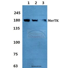Anti-MerTK Antibody from Bioworld Technology (BS60376) - Antibodies.com