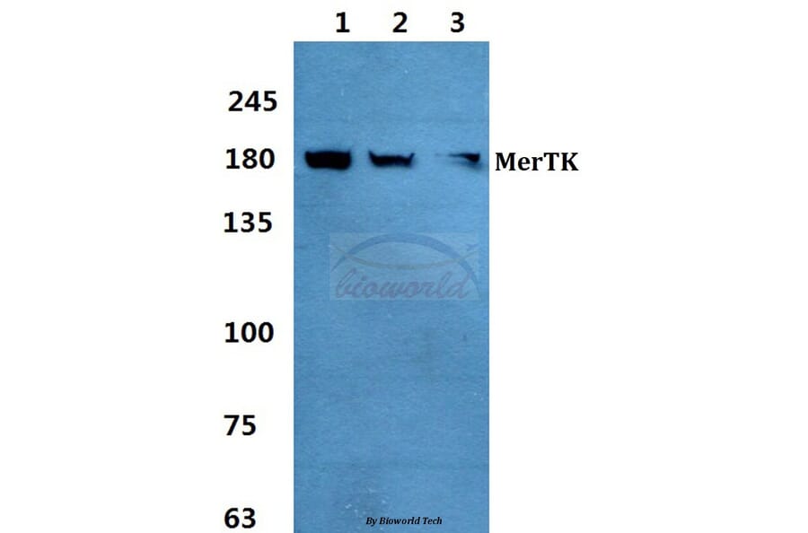 Anti-MerTK Antibody from Bioworld Technology (BS60376) - Antibodies.com