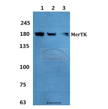 Anti-MerTK Antibody from Bioworld Technology (BS60376) - Antibodies.com