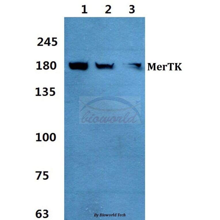 Anti-MerTK Antibody from Bioworld Technology (BS60376) - Antibodies.com