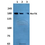 Anti-MerTK Antibody from Bioworld Technology (BS60376) - Antibodies.com