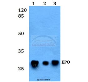 Anti-EPO Antibody from Bioworld Technology (BS60377) - Antibodies.com