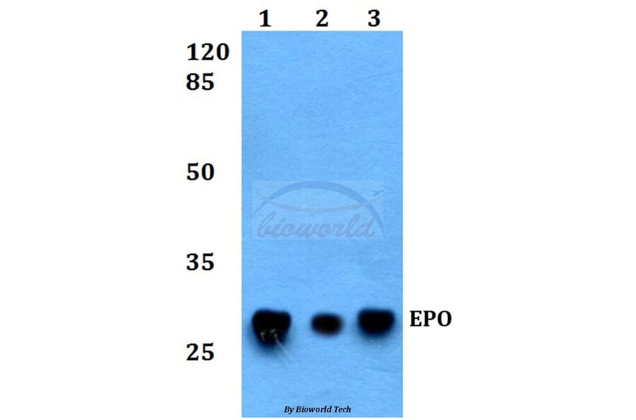 Anti-EPO Antibody from Bioworld Technology (BS60377) - Antibodies.com