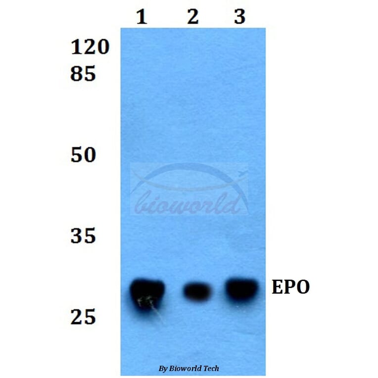 Anti-EPO Antibody from Bioworld Technology (BS60377) - Antibodies.com