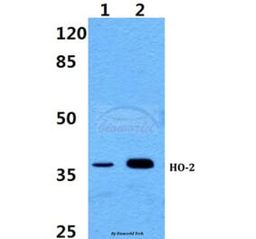 Anti-HO-2 Antibody from Bioworld Technology (BS60378) - Antibodies.com
