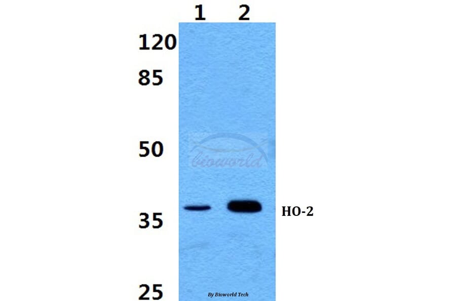 Anti-HO-2 Antibody from Bioworld Technology (BS60378) - Antibodies.com