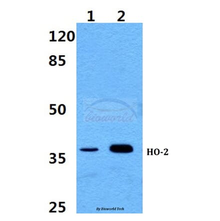 Anti-HO-2 Antibody from Bioworld Technology (BS60378) - Antibodies.com
