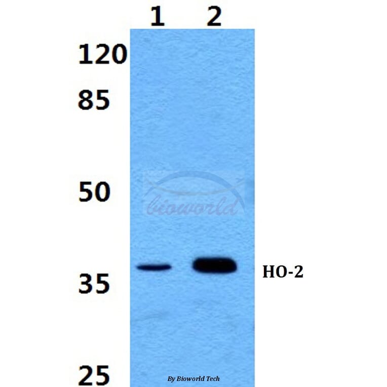 Anti-HO-2 Antibody from Bioworld Technology (BS60378) - Antibodies.com