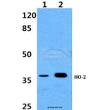 Anti-HO-2 Antibody from Bioworld Technology (BS60378) - Antibodies.com