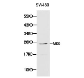 Anti-MDK Antibody from Bioworld Technology (BS6038) - Antibodies.com