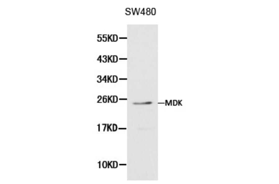 Anti-MDK Antibody from Bioworld Technology (BS6038) - Antibodies.com