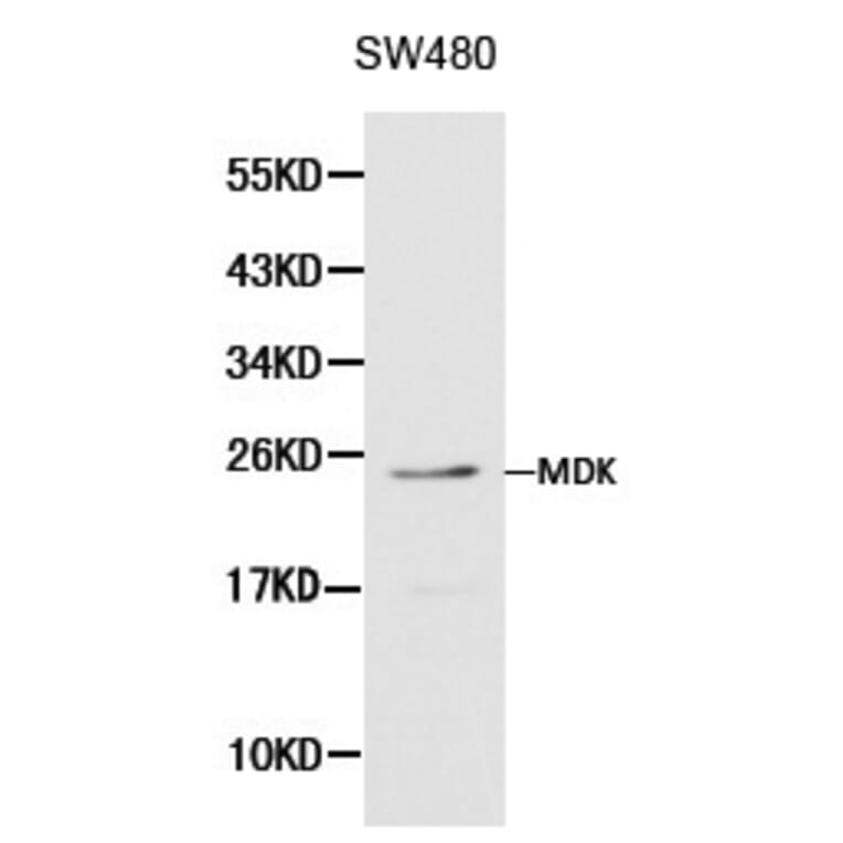 Anti-MDK Antibody from Bioworld Technology (BS6038) - Antibodies.com