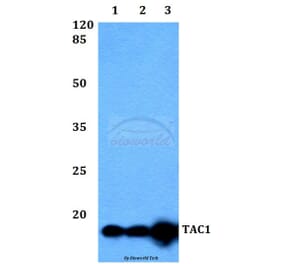 Anti-TAC1 Antibody from Bioworld Technology (BS60380) - Antibodies.com