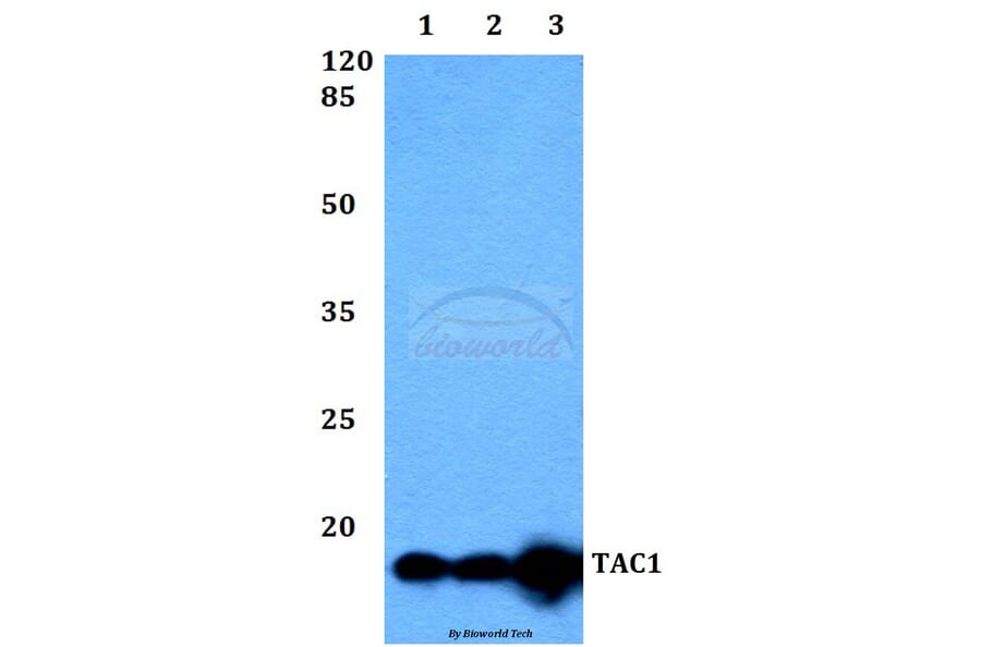 Anti-TAC1 Antibody from Bioworld Technology (BS60380) - Antibodies.com