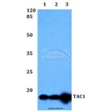 Anti-TAC1 Antibody from Bioworld Technology (BS60380) - Antibodies.com